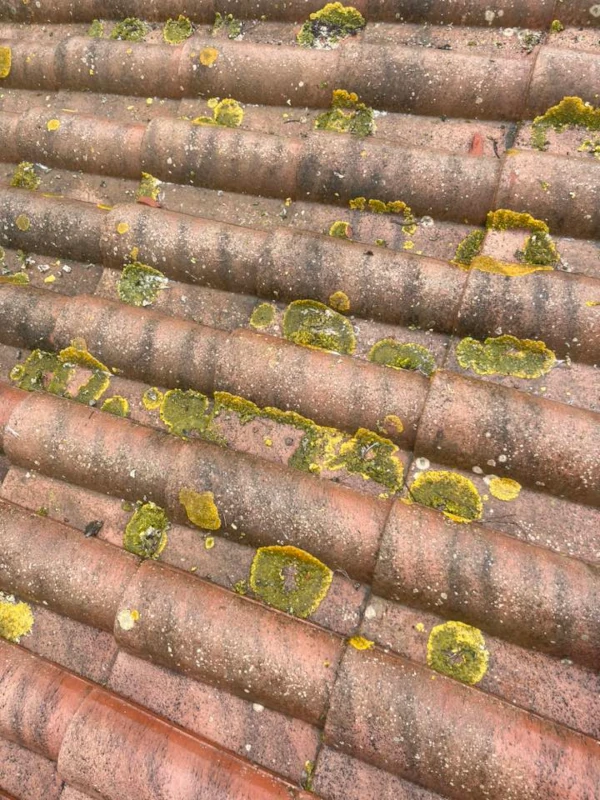 Lichens présents sur les tuiles et base des panneaux solaires à Ollioules